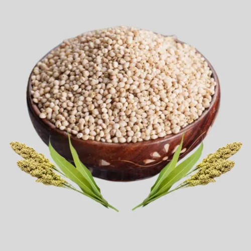Sorghum