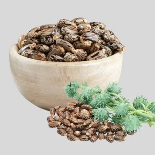 Castor Seed